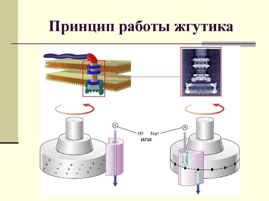 Жгутики. Ротор и статор жгутика. Молекулярный двигатель. Механизм движения жгутика. Мотор жгутика.