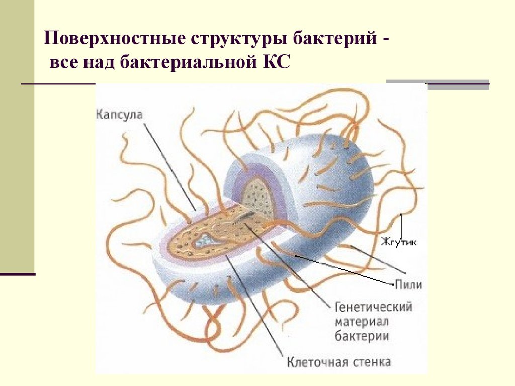 Жгутики бактерий состав. Жгутики бактериальной клетки. Строение жгутиков бактерий. Строение бактериального жгутика. Строение жгутика бактериальной клетки.