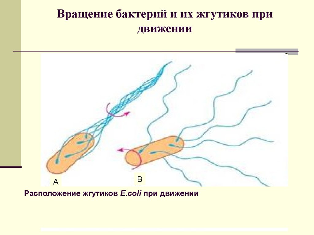 Жгутики бактерий состав. Жгутики бактерий. Движение жгутиков. Расположение жгутиков. Строение и расположение жгутиков у бактерий.