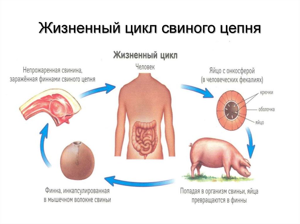 Цикл свиного цепня. Цикле развития свиного цепня. Цикл развития свиного солитера схема. Свиной цепень жизненный цикл промежуточный хозяин. Окончательный хозяин свиного цепня.