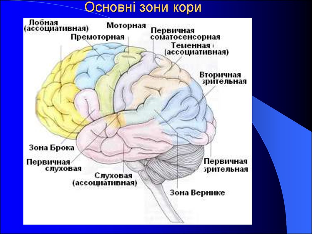 Двигательная область мозга. Сенсорная область коры головного мозга. Сенсорные моторные и ассоциативные зоны коры больших полушарий. Сенсорные зоны коры мозга. Сенсорные зоны коры больших полушарий головного мозга.