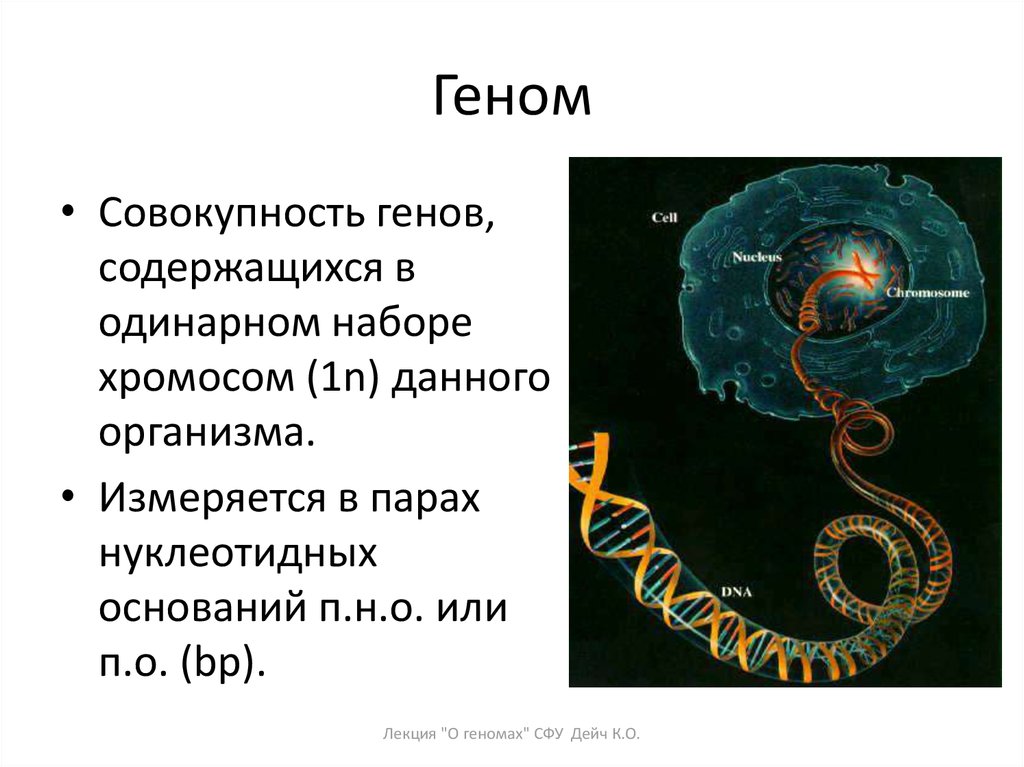 Известными генами. Genom. Геном это в биологии. Уникальные гены. Геном это совокупность.