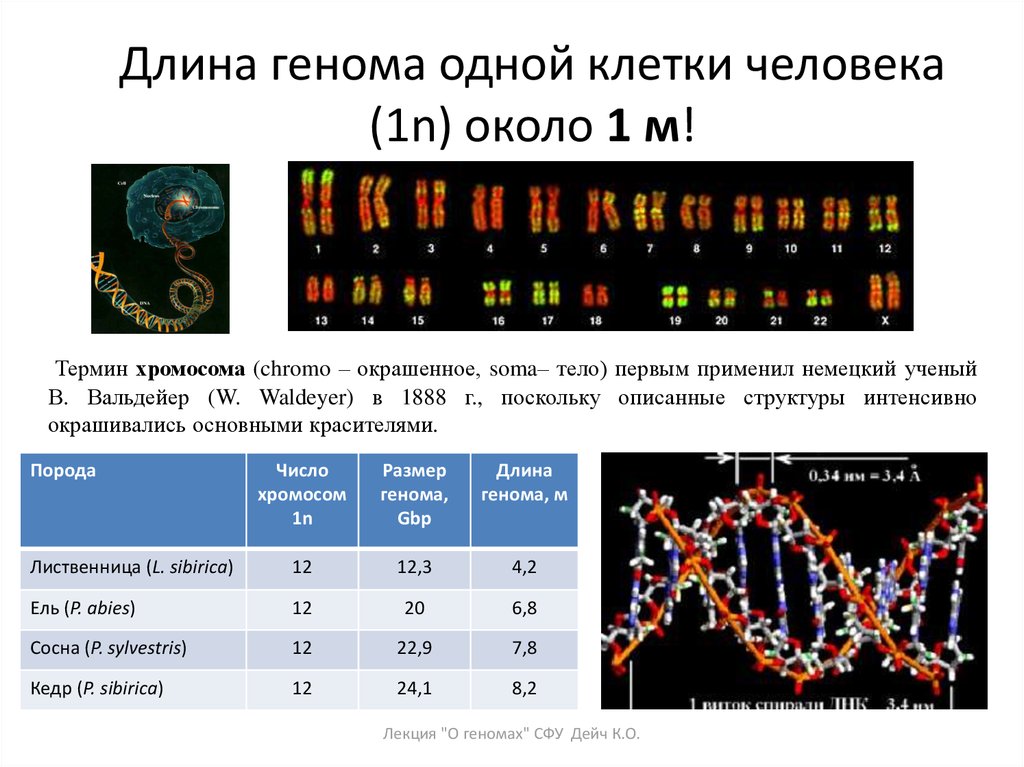 Длина гена