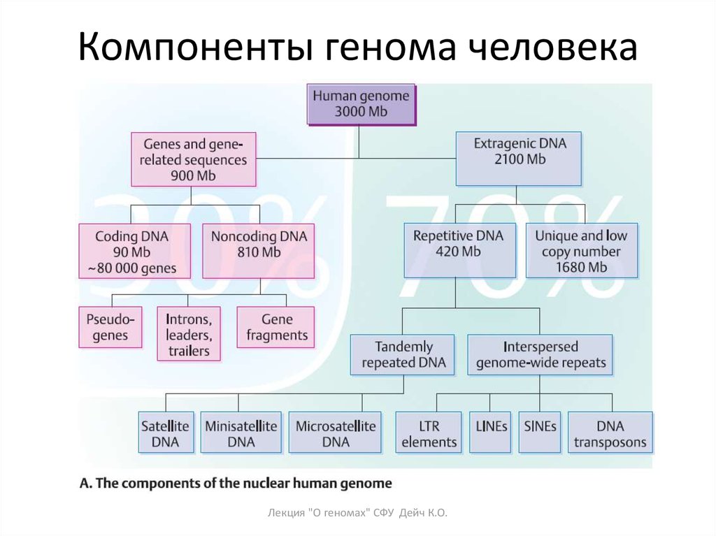 Геном человека схема