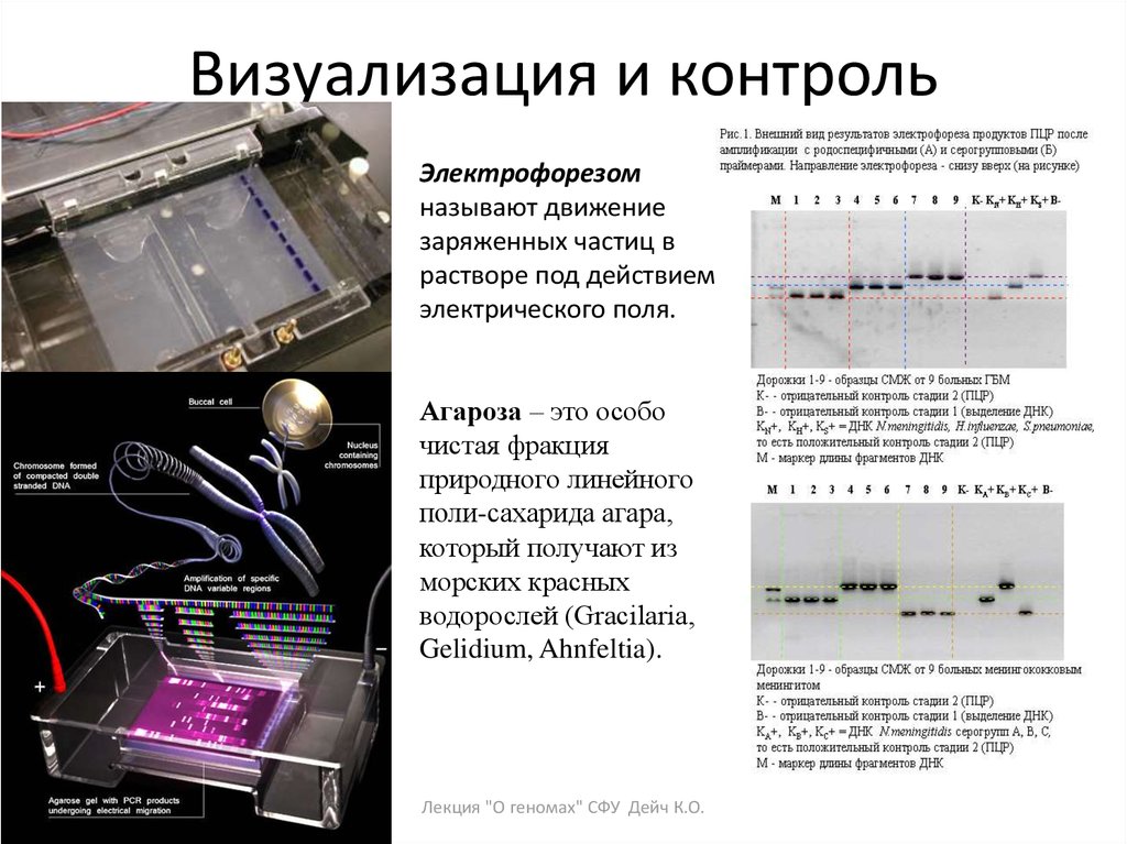 Карта в осу электрофорез