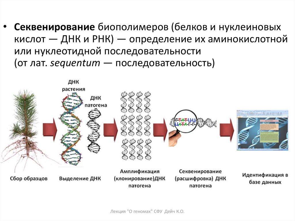 Вирусная нуклеиновая кислота. Секвенирование белка. Методы изучения строения и функции нуклеиновых кислот. Схема химического секвенирования ДНК. Секвенирование метод Сэнгера.