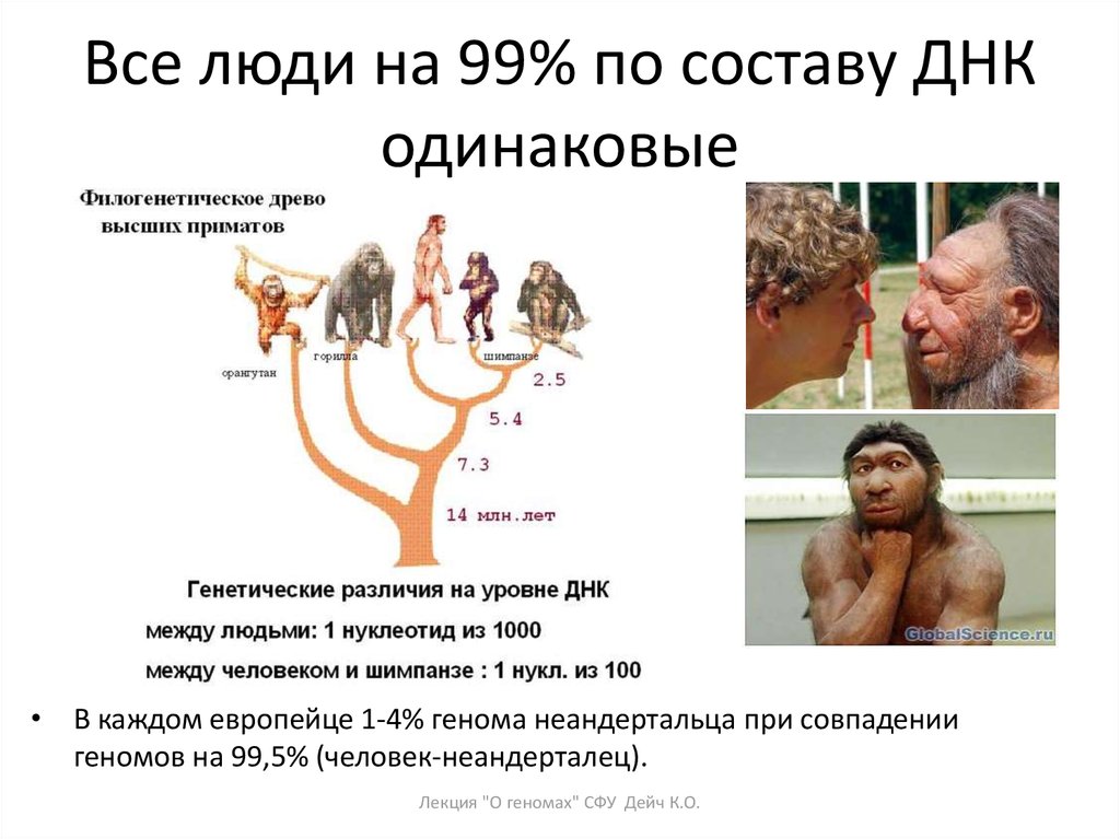 Почему совпадают люди. Сходство генома человека и животных. Сходство ДНК человека. ДНК обезьяны и человека совпадают на. Генетический вид человека.
