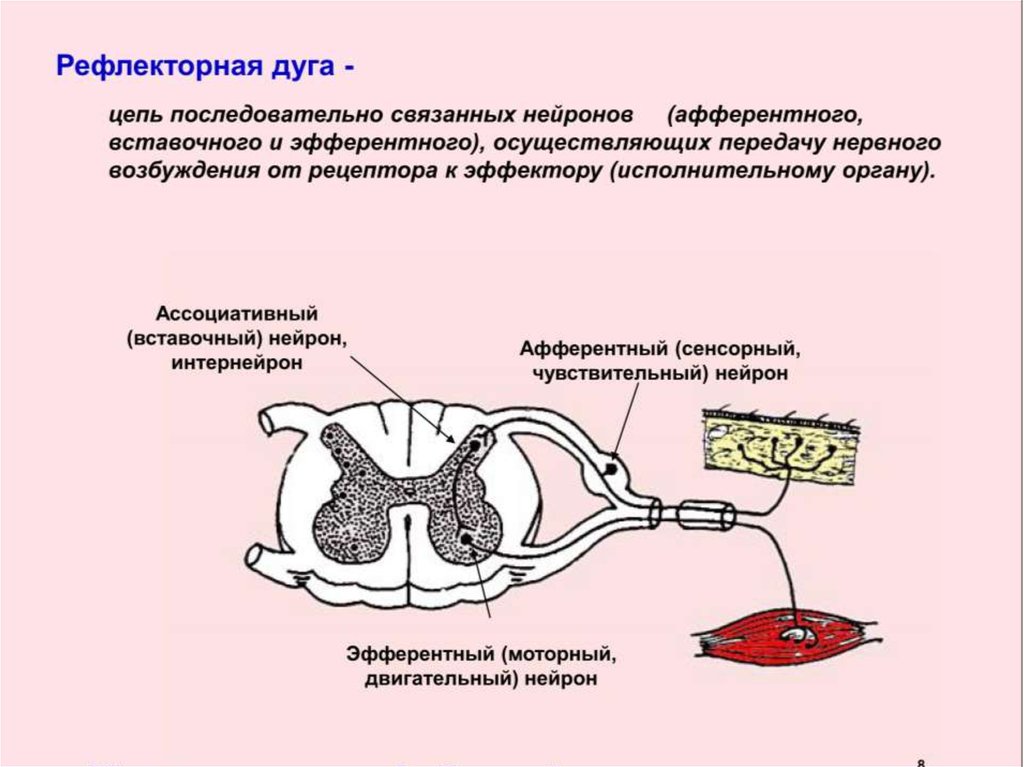 Эфферентные нейроны. Функция чувствительного нейрона в рефлекторной дуге. Рефлекторные дуги нейронные цепи. Рефлекторная дуга цепь нейронов строение. Вставочный Нейрон схема.