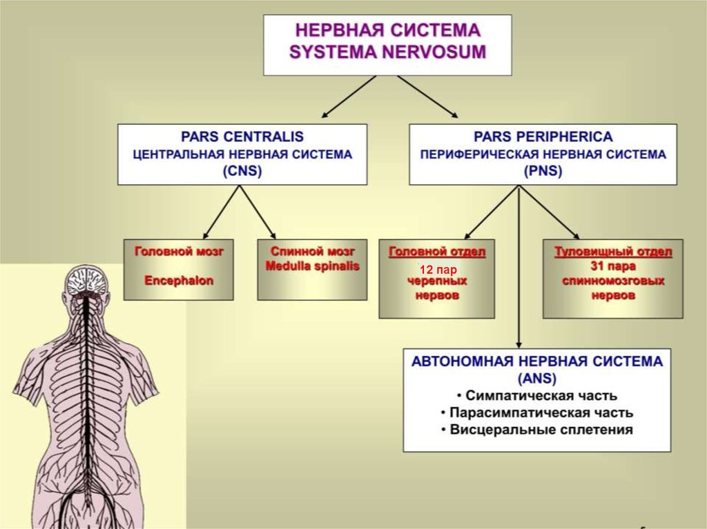 Состав нервной системы. Функции нервной системы человека. Нервная система и ее функции. Какие функции выполняет нервная система. Нервная система человека и ее функции.