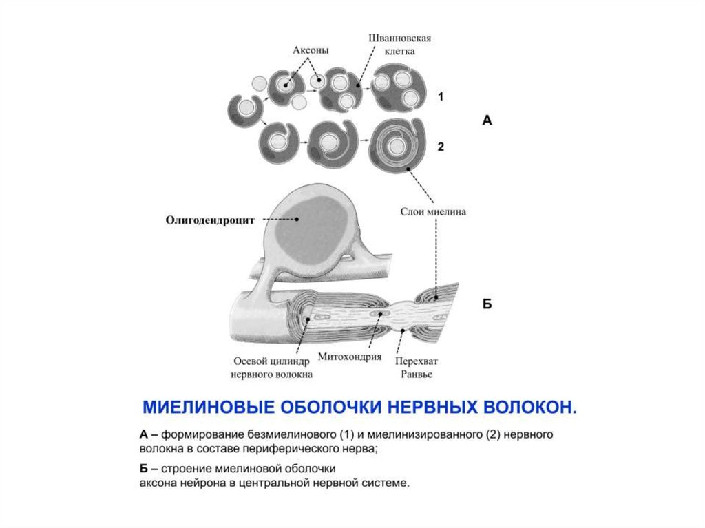 На рисунке ниже показано строение миелинизированного нервного волокна