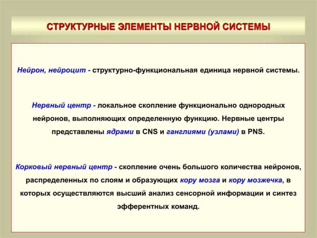 Является структурными элементами. Основные компоненты нервной системы. Основные элементы нервной системы. Структурные элементы нервной системы. Структурные компоненты нервной системы.