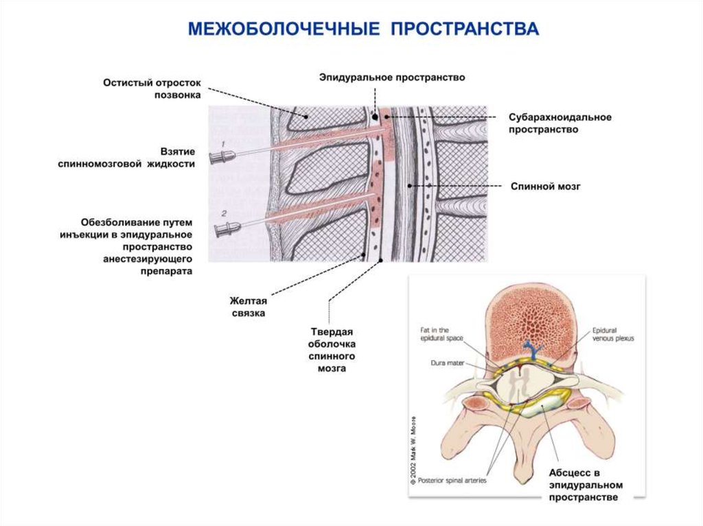 Субарахноидальное пространство. Пункция эпидурального и субдурального пространства. Строение спинного мозга эпидуральное пространство. МЕЖОБОЛОЧЕЧНЫЕ пространства спинного мозга схема. Эпидуральное и субарахноидальное пространство.