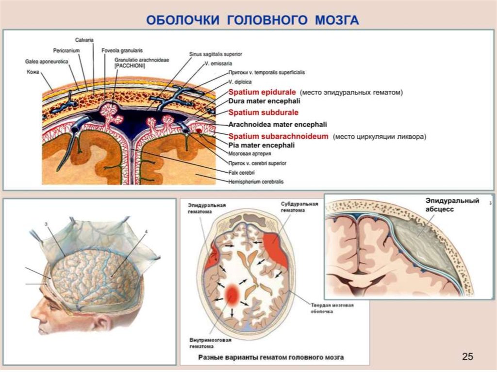 Грыжа мозговых оболочек латынь. Твердая мозговая оболочка головного мозга схема. Сосудистая оболочка головного мозга строение. Мрез оьолочек грловного мозга. Схема оболочек и пространств головного мозга.