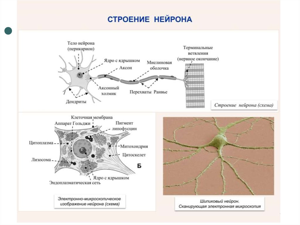 Структура нейрона. Строение перикариона нейрона. Схема строения нейрона гистология. Функции нейрона (схема). Строение нейрона гистология.