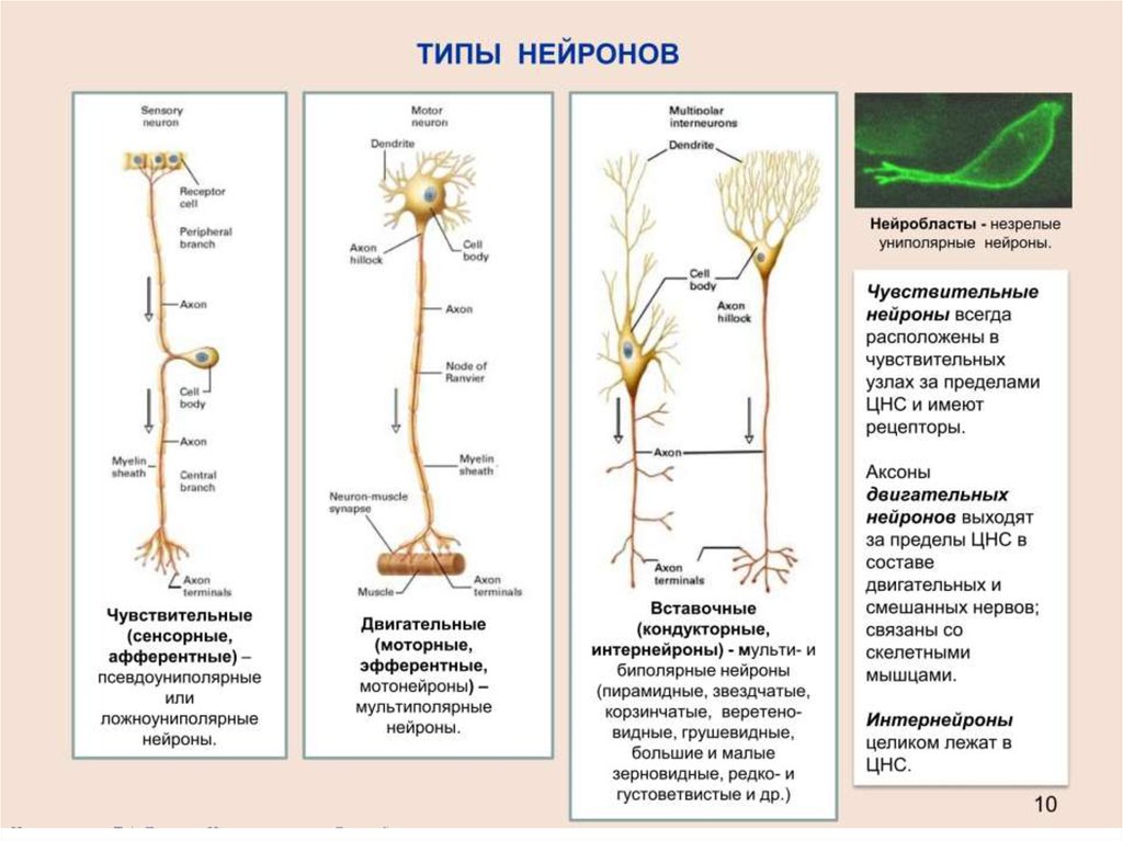 Виды нейронов. Виды нейронов по функциям таблица. Типы нейронов – по строению и функции. Классификация нейронов по функциям таблица. Нейрон: строение, классификация по строению и функции.