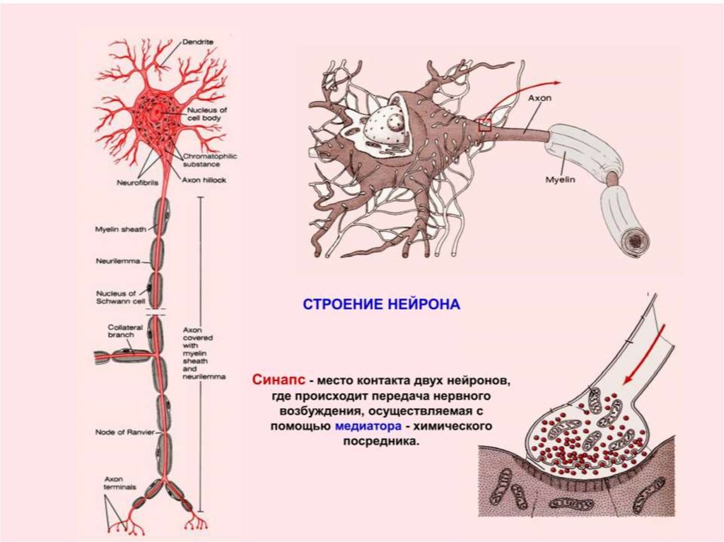Проводящий нейрон. Строение нервной клетки синапс. Схема строения нейрона и синапса. Строение нейрона(м.с. Миловзорова, 1972). Нейрон синапс строение функции.