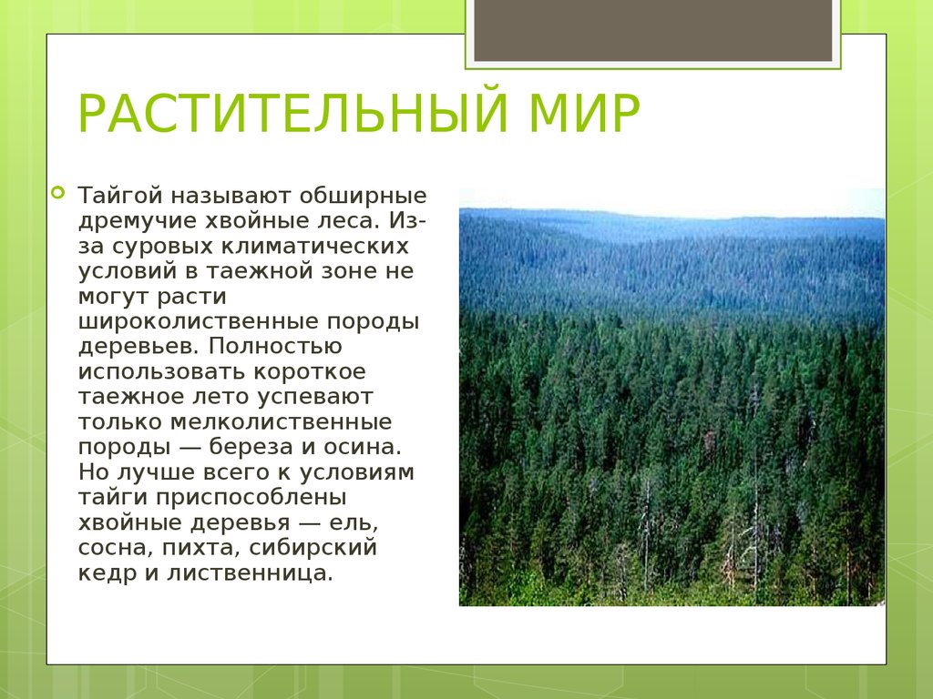 Растительный покров тайги отличается малым видовым разнообразием. Растительность европейской части тайги. Признаки природных зон зона тайги. Природная зона лес России климат. Описание тайги.