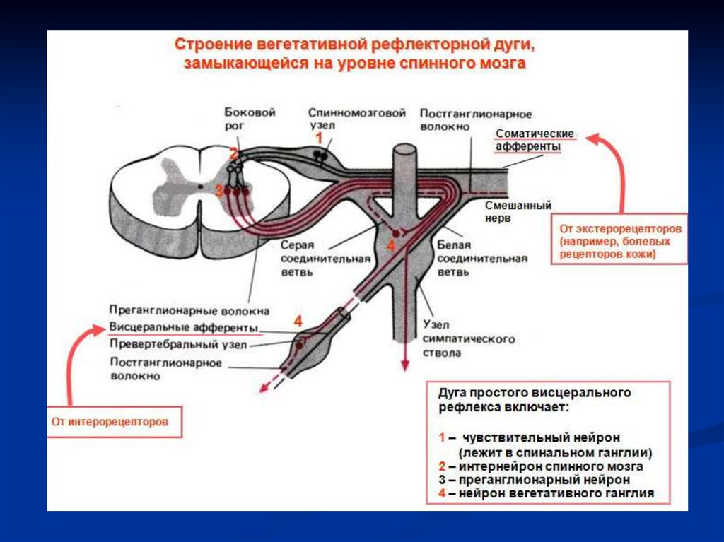 Схема соматической и вегетативной рефлекторных дуг