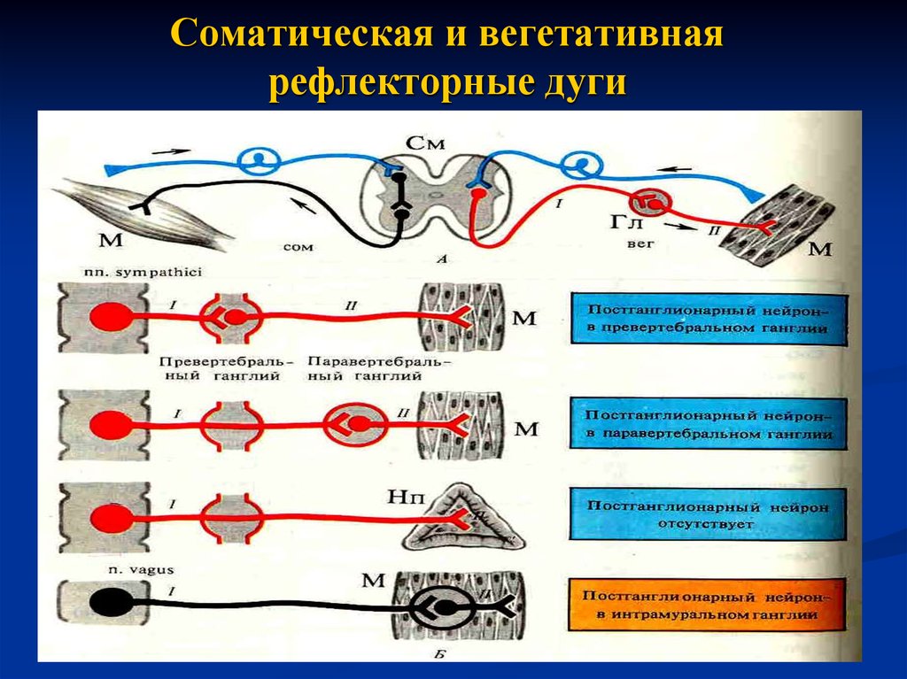 Иннервируемые органы соматической нервной системы. Схема рефлекторной дуги соматического и вегетативного рефлексов. Схема рефлекторной дуги соматического рефлекса. Схема рефлекторной дуги симпатической нервной системы. Система рефлекторной дуги схема.