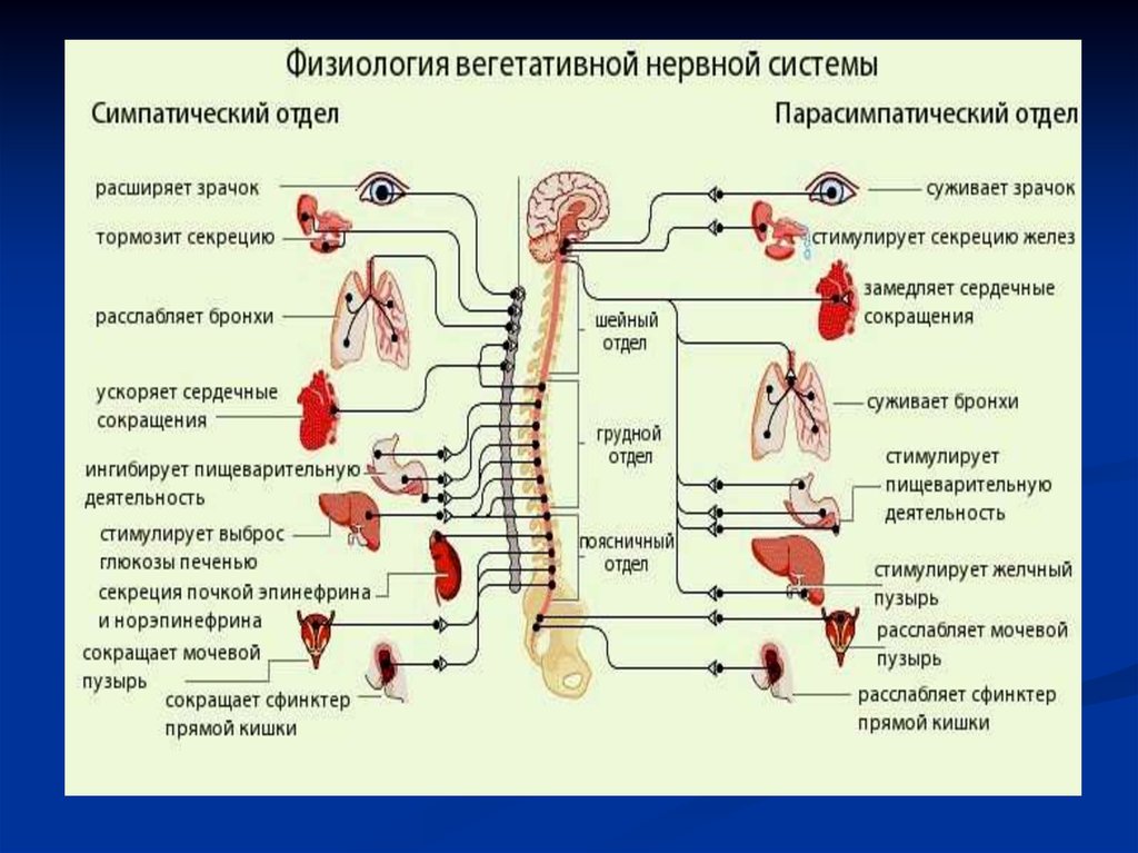 Ядра симпатического отдела. Нервная система человека схема симпатическая и парасимпатическая. Структура и функции автономной вегетативной нервной системы. Парасимпатическая система и симпатическая система. Вегетативная нервная система схема иннервации органов.