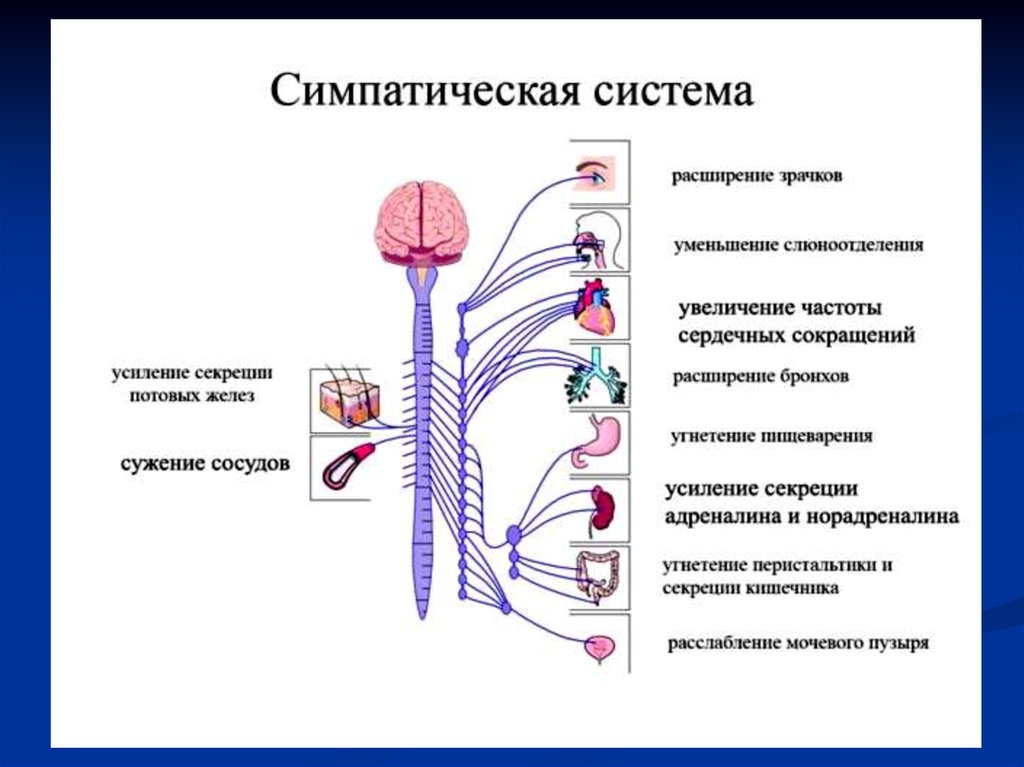 Симпатическая нервная система это. Симпатический отдел анс физиология. Симпатический отдел вегетативной нервной системы схема. Функции симпатической вегетативной системы. Симпатический отдел ВНС физиология.