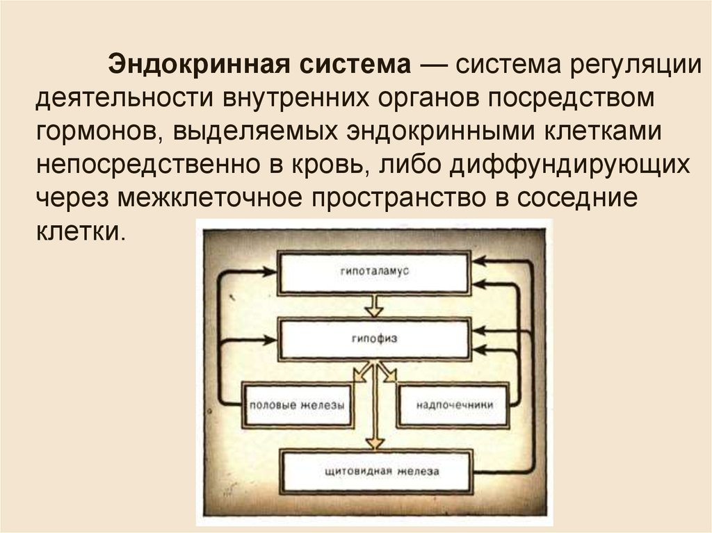 Роль эндокринной регуляции схема