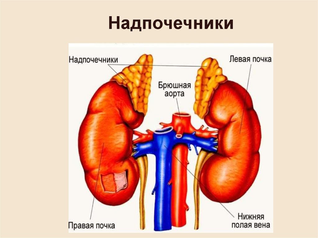 Элементы надпочечника