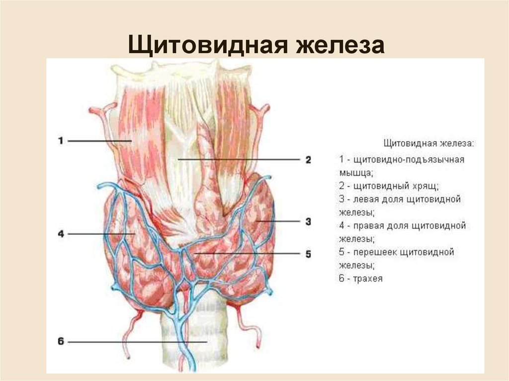 В какой полости расположена щитовидная железа. Щитовидная железа строение анатомия. Схема анатомии щитовидной железы. Анатомическое строение щитовидной железы. Лимфоузлы щитовидной железы анатомия.