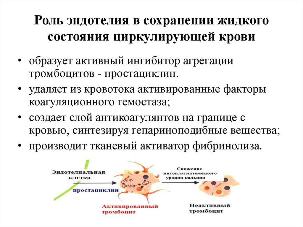 17 роль. Роль эндотелия в системе гемостаза. Роль эндотелия схема. Роль тромбоцитов в гемостазе. Функции тромбоцитов в системе гемостаза.