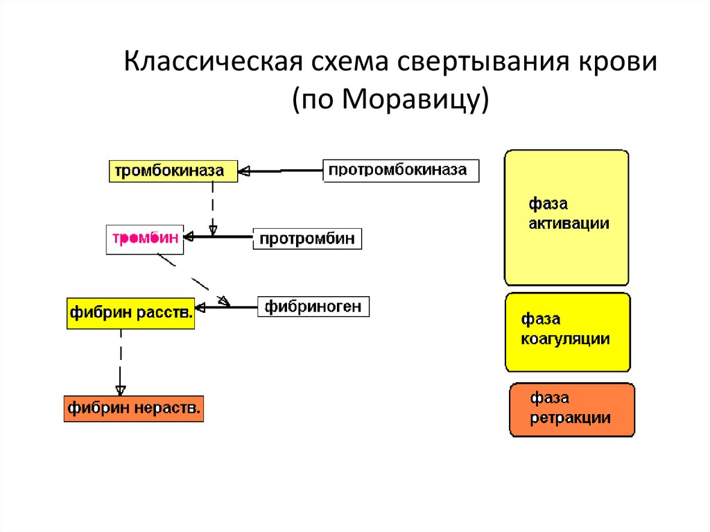 Классическая схема свертывания крови (по Моравицу)