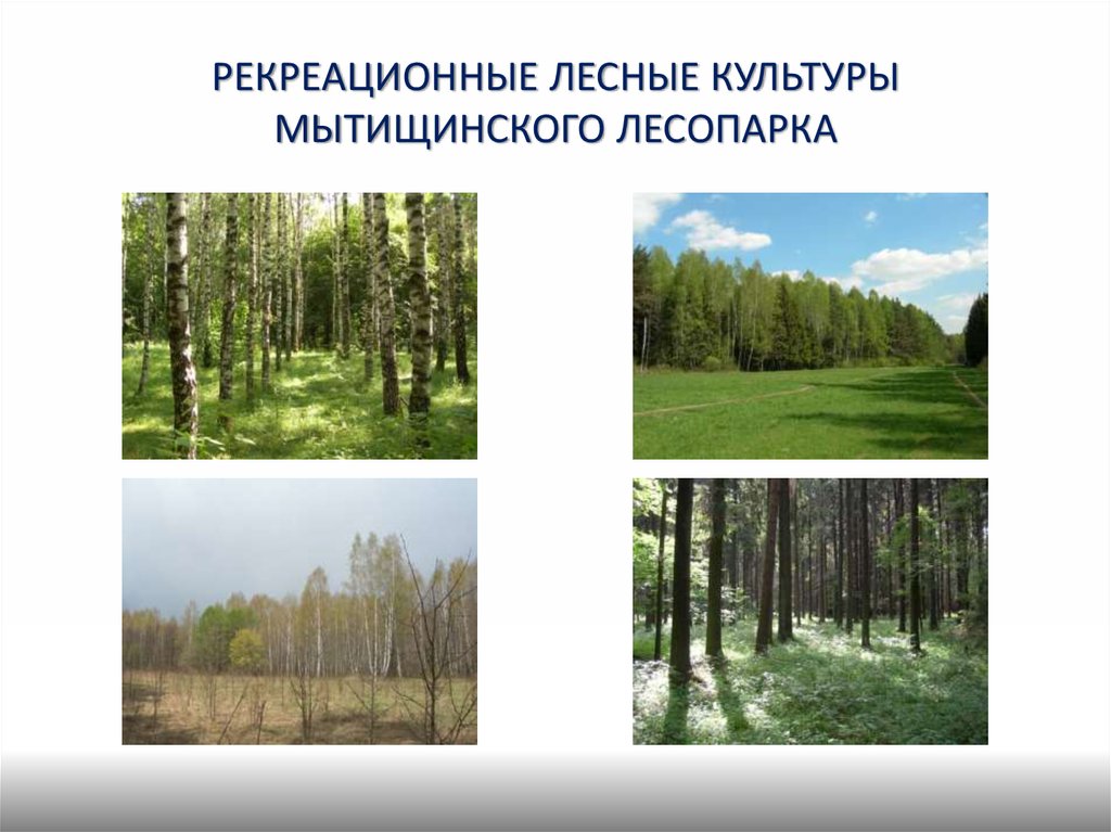 Рекреационных лесных участках. Рекреационная роль леса. Лесные культуры в рекреационных лесах. Рекреационное Назначение лесов. Лесные рекреационные ресурсы.