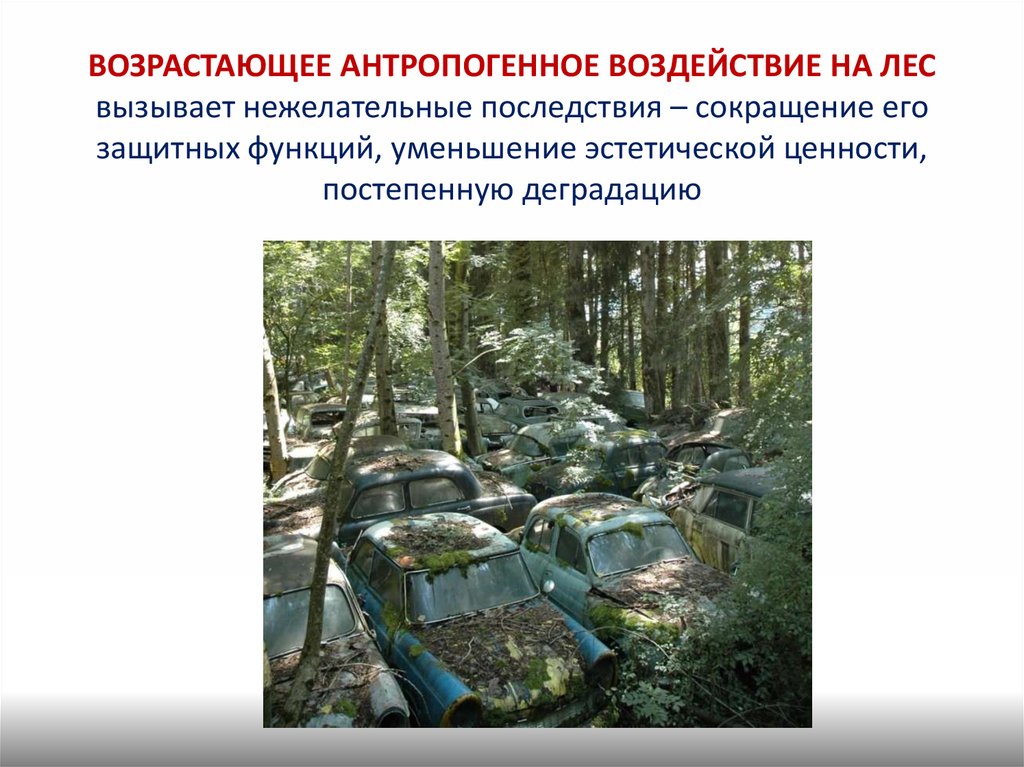 Антропогенное влияние. Антропогенное воздействие на леса. Последствия антропогенного воздействия на природу. Последствия антропогенного воздействия на лес. Антропогенное влияние на леса.