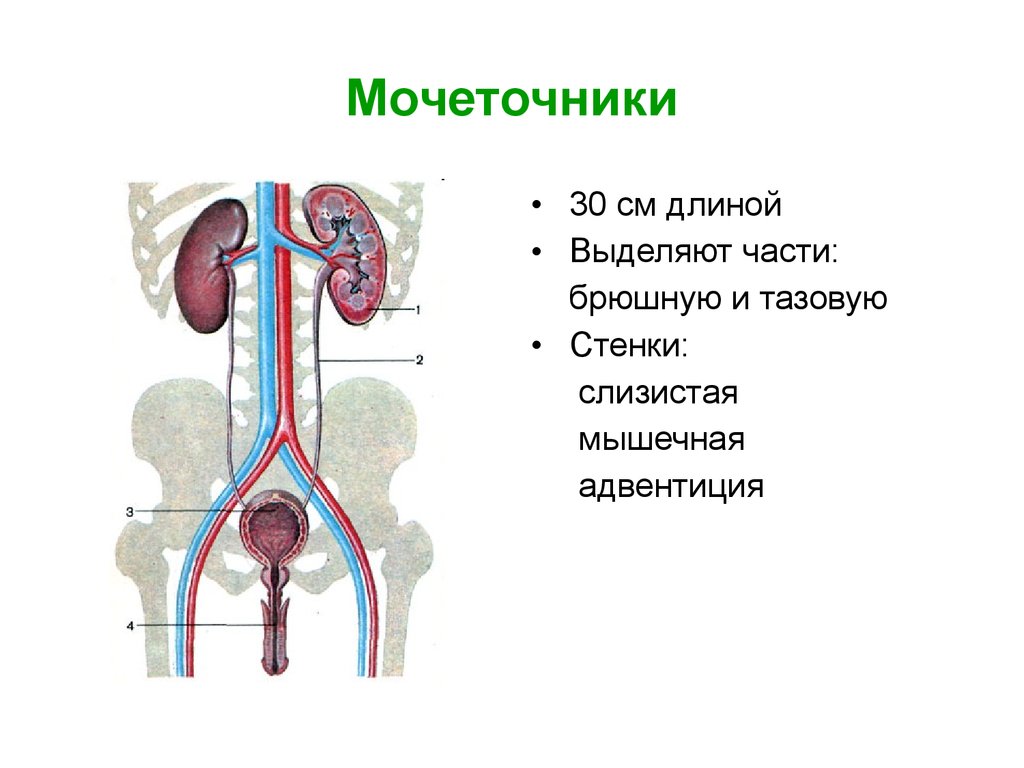 В какой отдел попадает моча из мочеточника