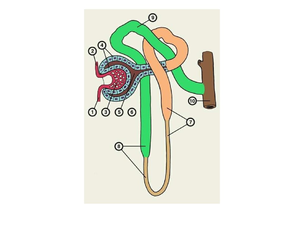 Рисунок выделительной системы животных. Выделительная система змеи. Капсула выделительная система. Выделительная система клубочек. Выделительная система кала.