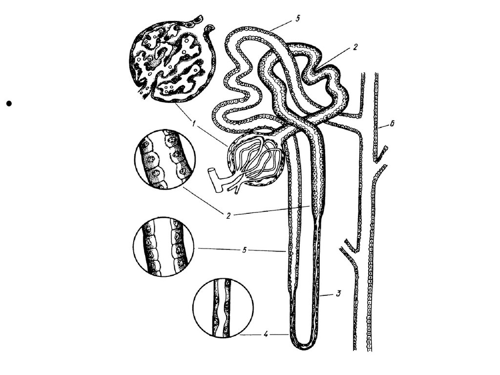 Строение нефрона рисунок