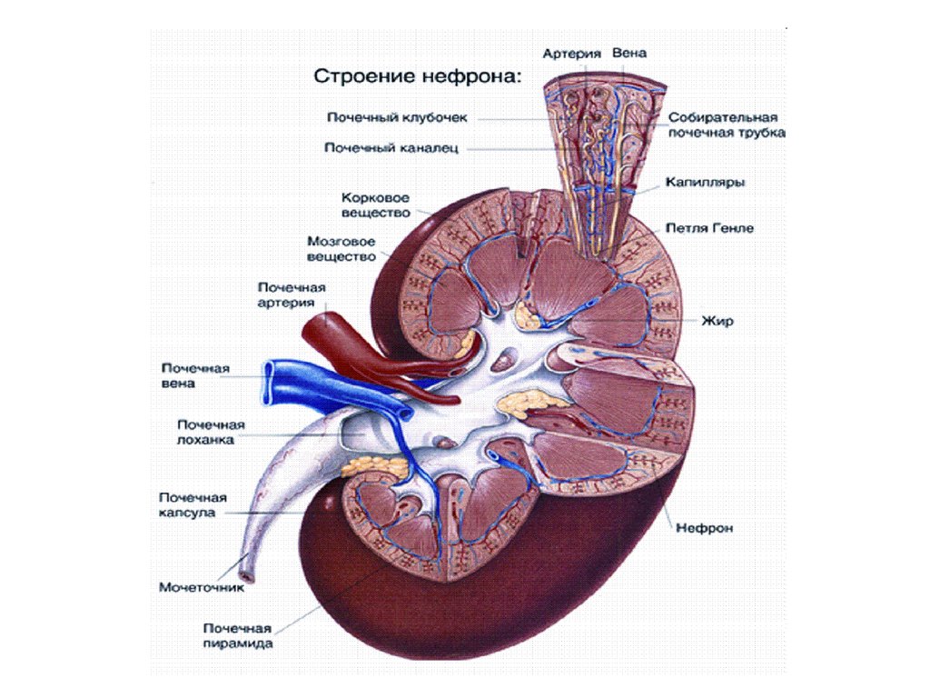 Схема почечной дольки