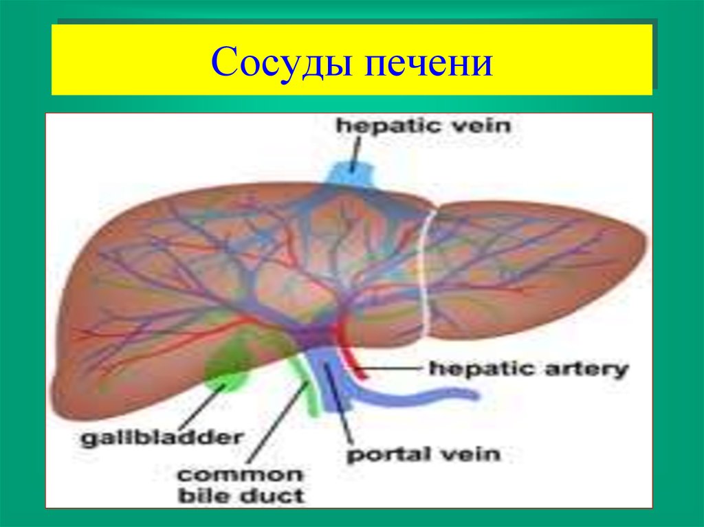 Сосуды печени. Сосудистая анатомия печени.