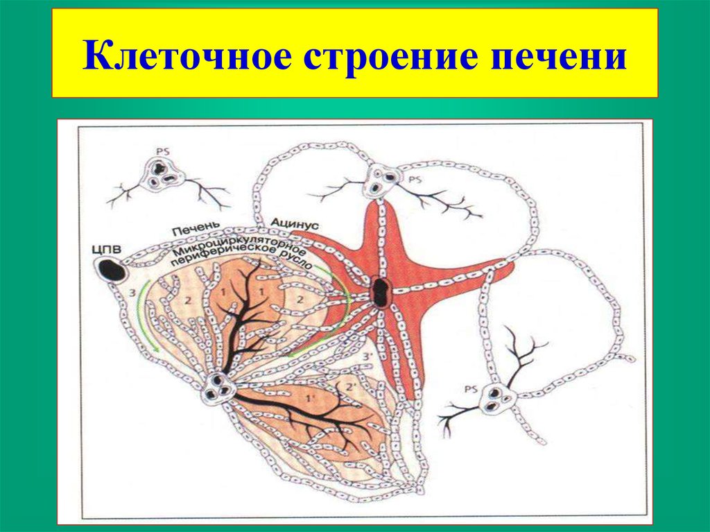 Строение клетки печени. Клетки печени анатомия. Печень клетка строение анатомия. Структурно клеточное строение печени.