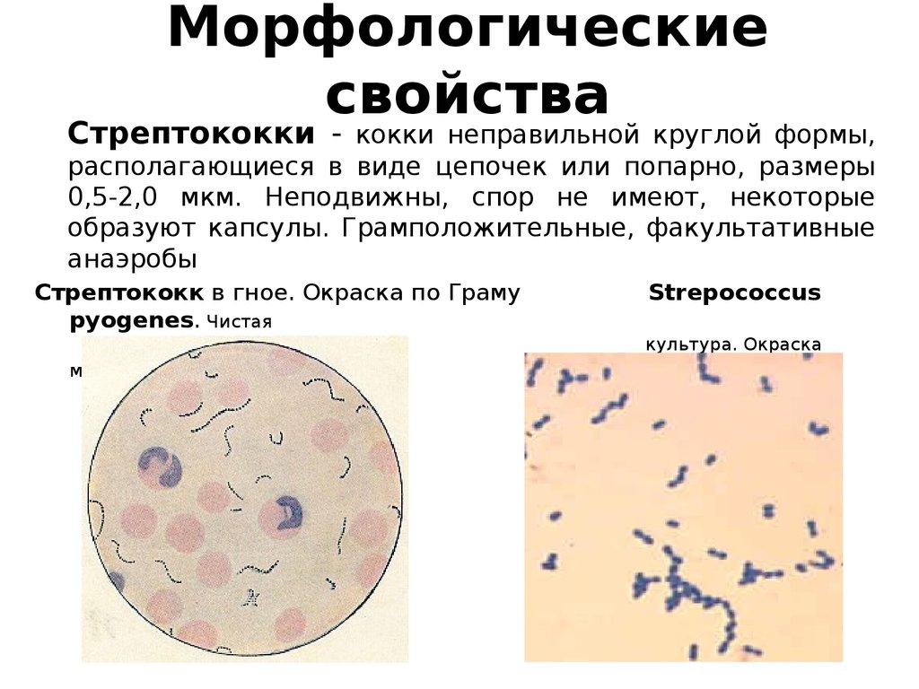 Определение свойств бактерий