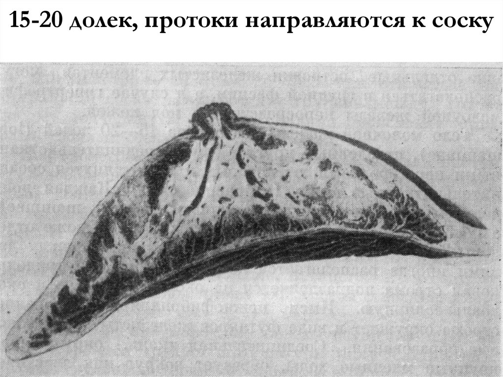 15-20 долек, протоки направляются к соску