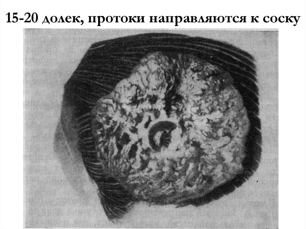 15-20 долек, протоки направляются к соску