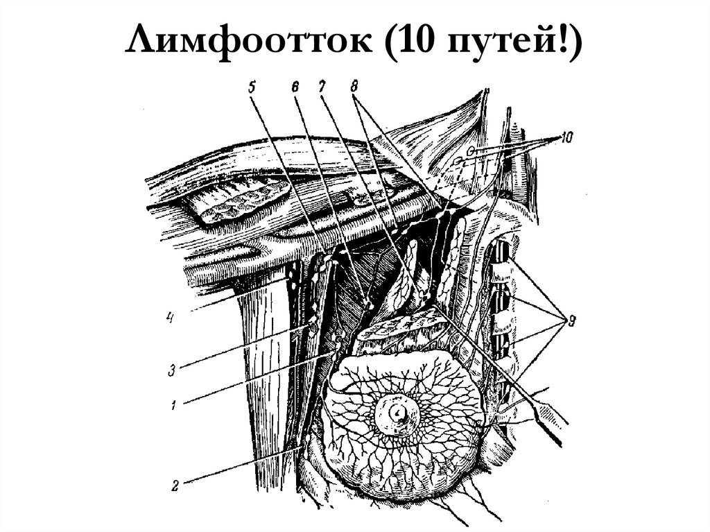 Лимфоотток (10 путей!)
