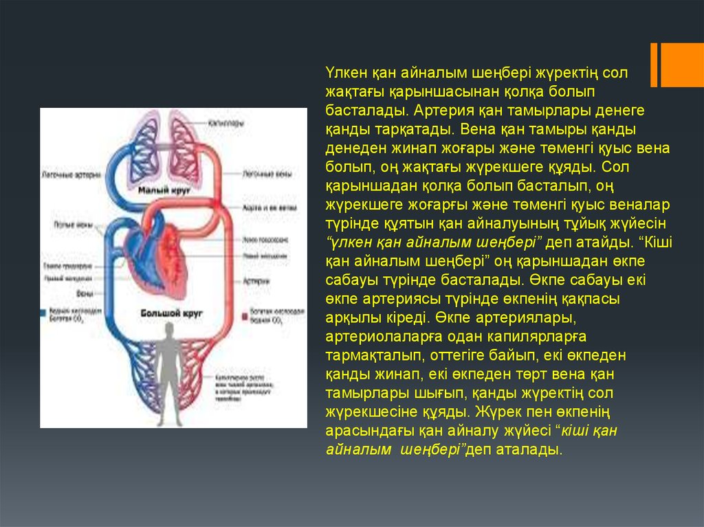 Кіші қан айналым шеңбері. Қан тамырлар презентация. Артерия мен Вена тамырлары тапсырмалар.