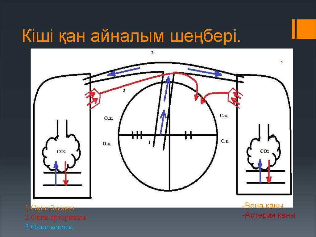 Кіші қан айналым шеңбері. Рисунок қанайналымы.