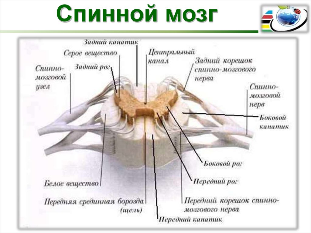 Нервная система курильщика фото