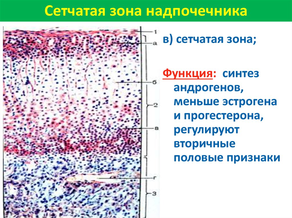 Сетчатая зона. Сетчатая зона надпочечников гистология. Клетки сетчатой зоны коры надпочечников синтезируют. Сетчатая зона коры надпочечников препарат.