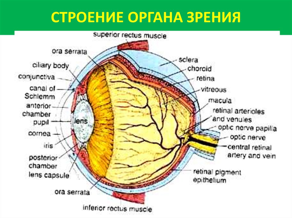 Орган зрения анатомия презентация