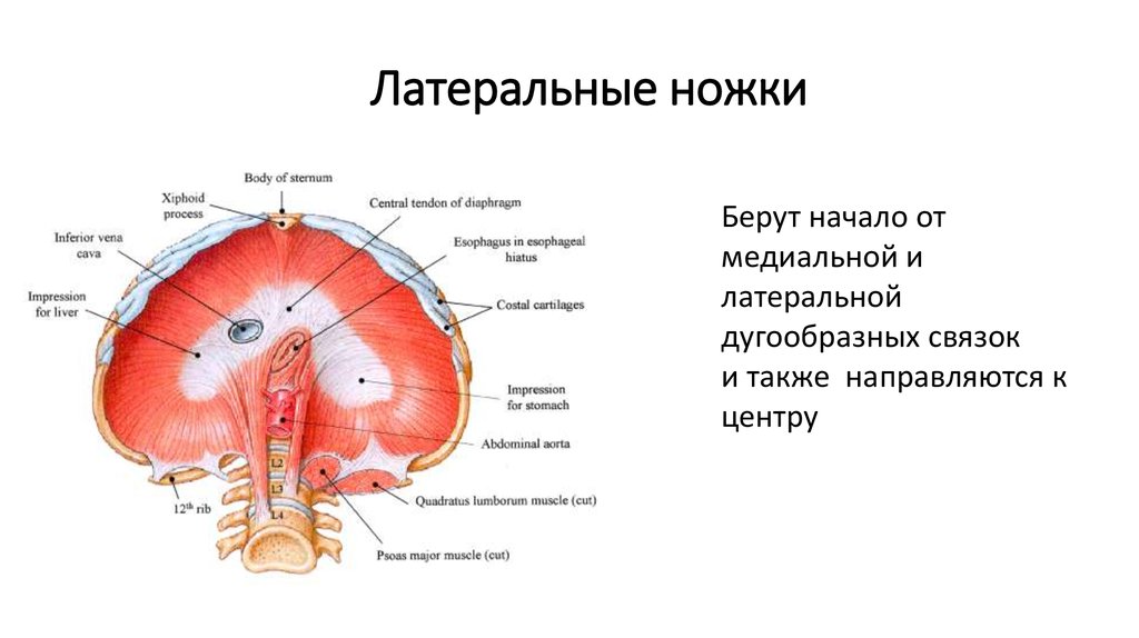 Латеральная ножка надпочечника. Медиальная ножка диафрагмы. Медиальная ножка надпочечника. Ножки диафрагмы медиальная латеральная. Медиальная ножка левого надпочечника.