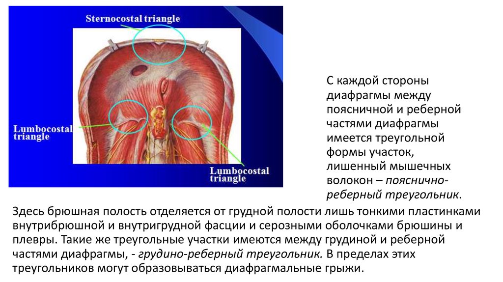 Грудная полость отделена от брюшной диафрагмой