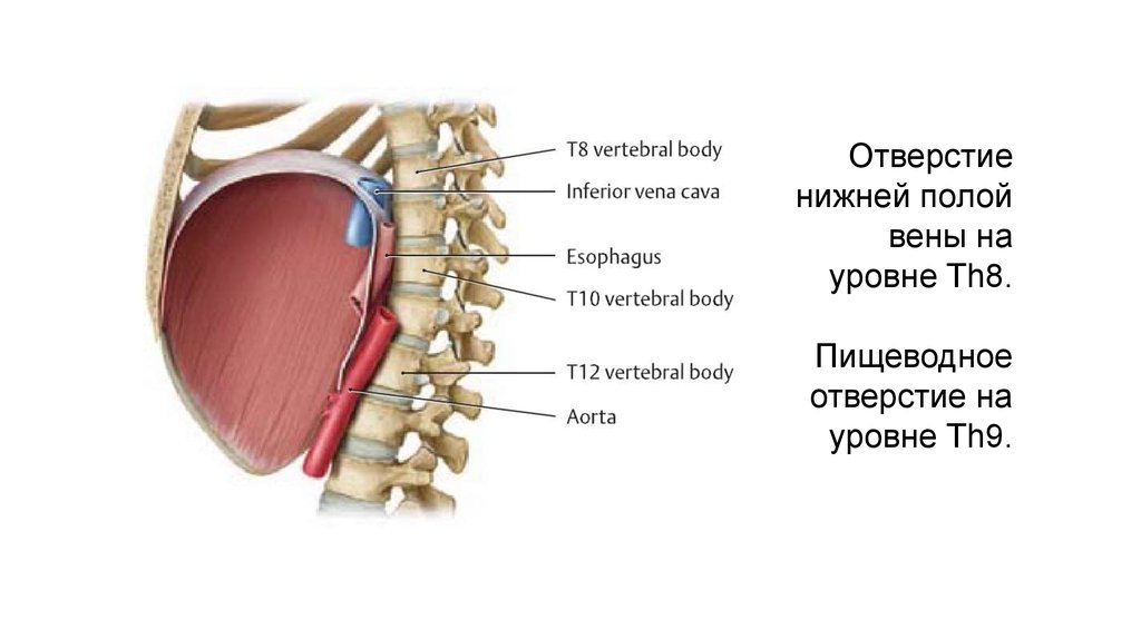 Отверстия диафрагмы. Диафрагма прикрепление. Отверстие нижней полой вены в диафрагме. Уровень прикрепления диафрагмы. Точки прикрепления диафрагмы.